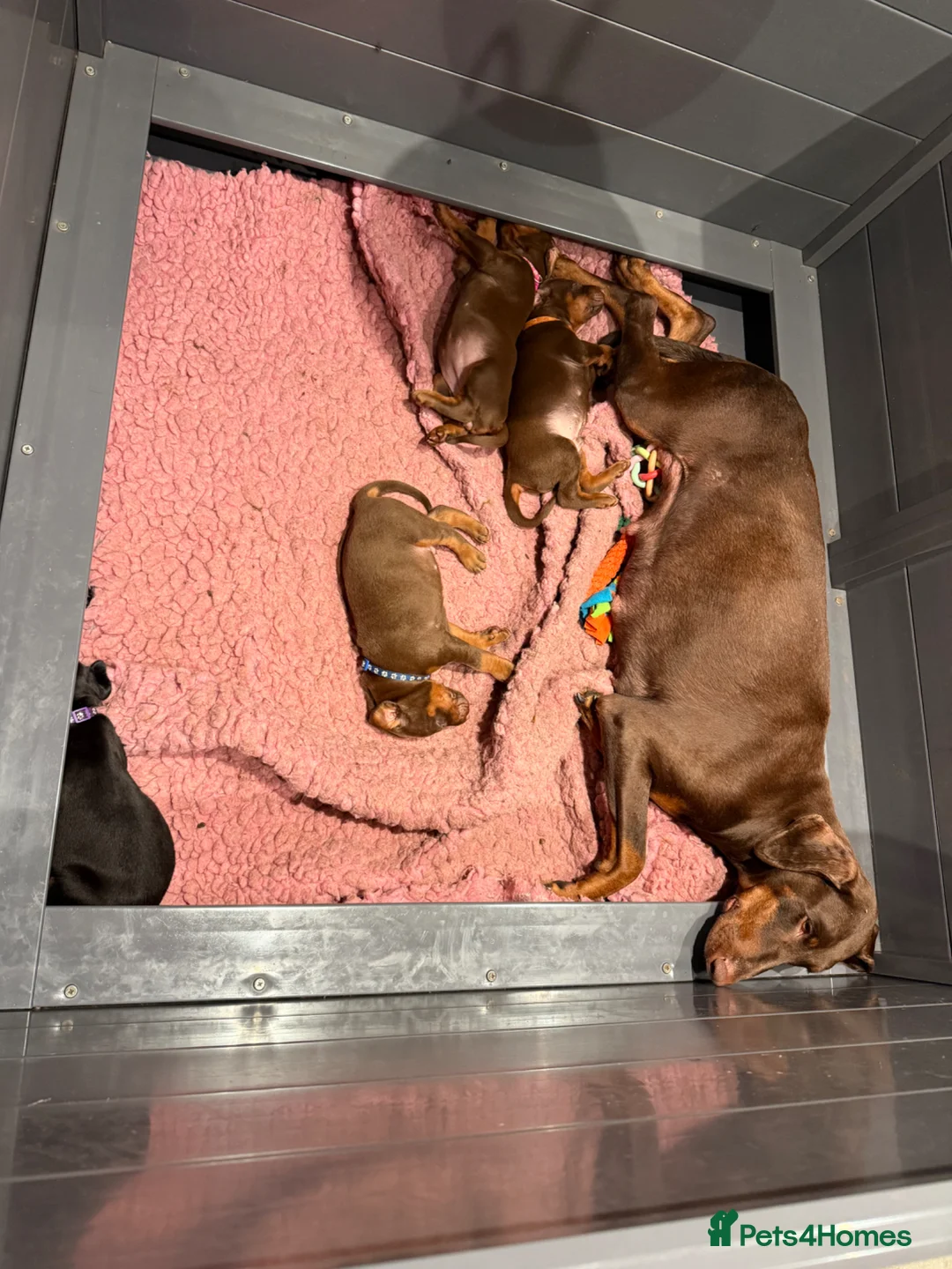 Dobermann dogs for sale:  Doberman puppies health tested 5* license  - Advert 2