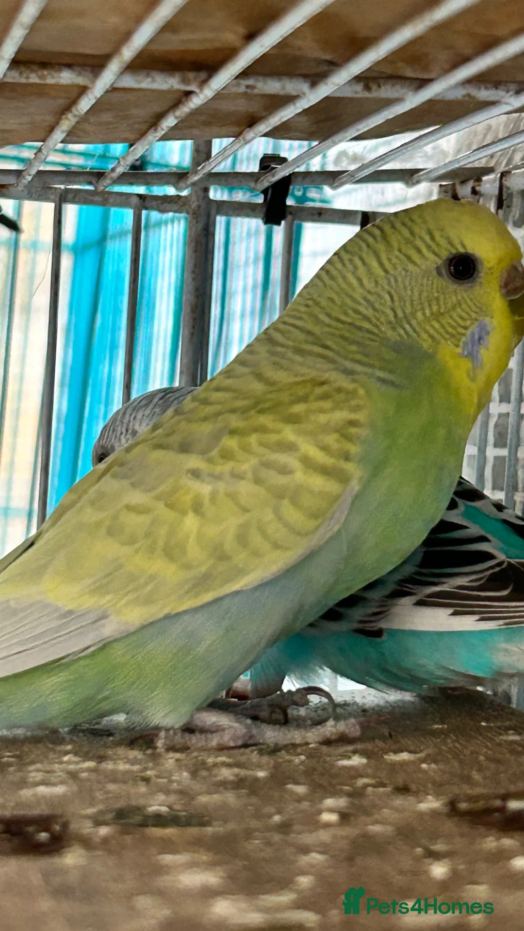 Budgerigars birds for sale: Bonded breeding pair budgies  - Advert 1