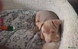 Jack Russell dogs for sale: Jack russell pups - Image 4
