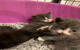 British Longhair cats for sale: beautiful kittens  - Image 8