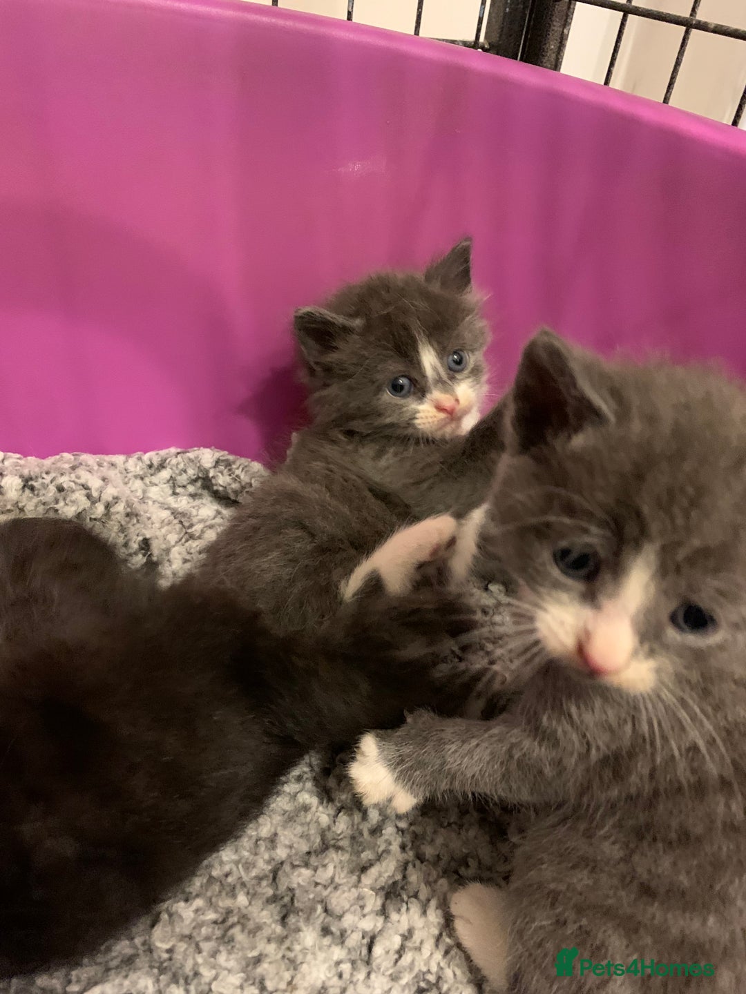 British Longhair cats for sale: beautiful kittens  - Image 8