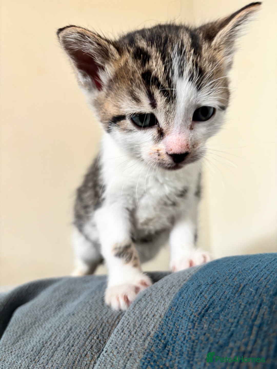 British Shorthair cats for sale: Four hand reared kittens Please read the info - Advert 2