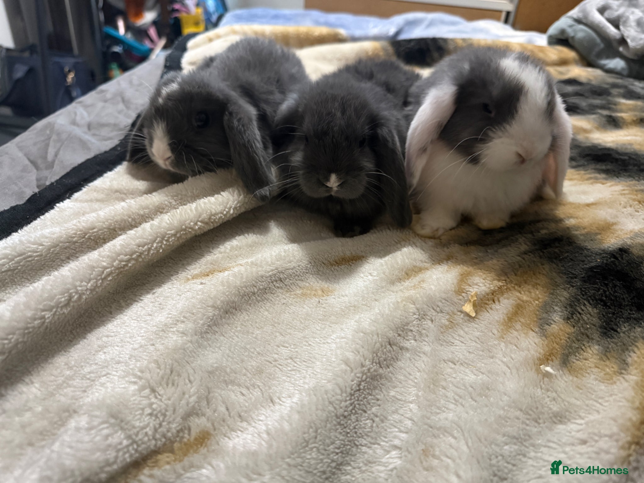 Mini Lop rabbits Mini lop bunny rabbits  - Advert 21