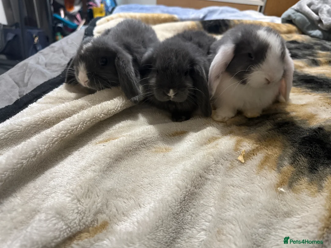 Mini Lop rabbits for sale: Mini lop bunny rabbits  - Advert 1
