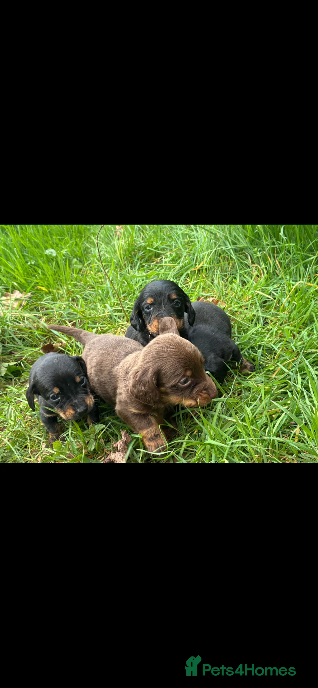 Dachshund dogs for sale: 1 boy Dutchhound  - Advert 2