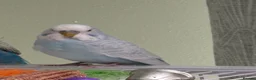Budgerigars birds for sale: Beautiful male budgies  in Arbroath - Advert 5