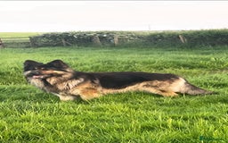 German Shepherd dogs for stud: German Shepherd male - Image 2