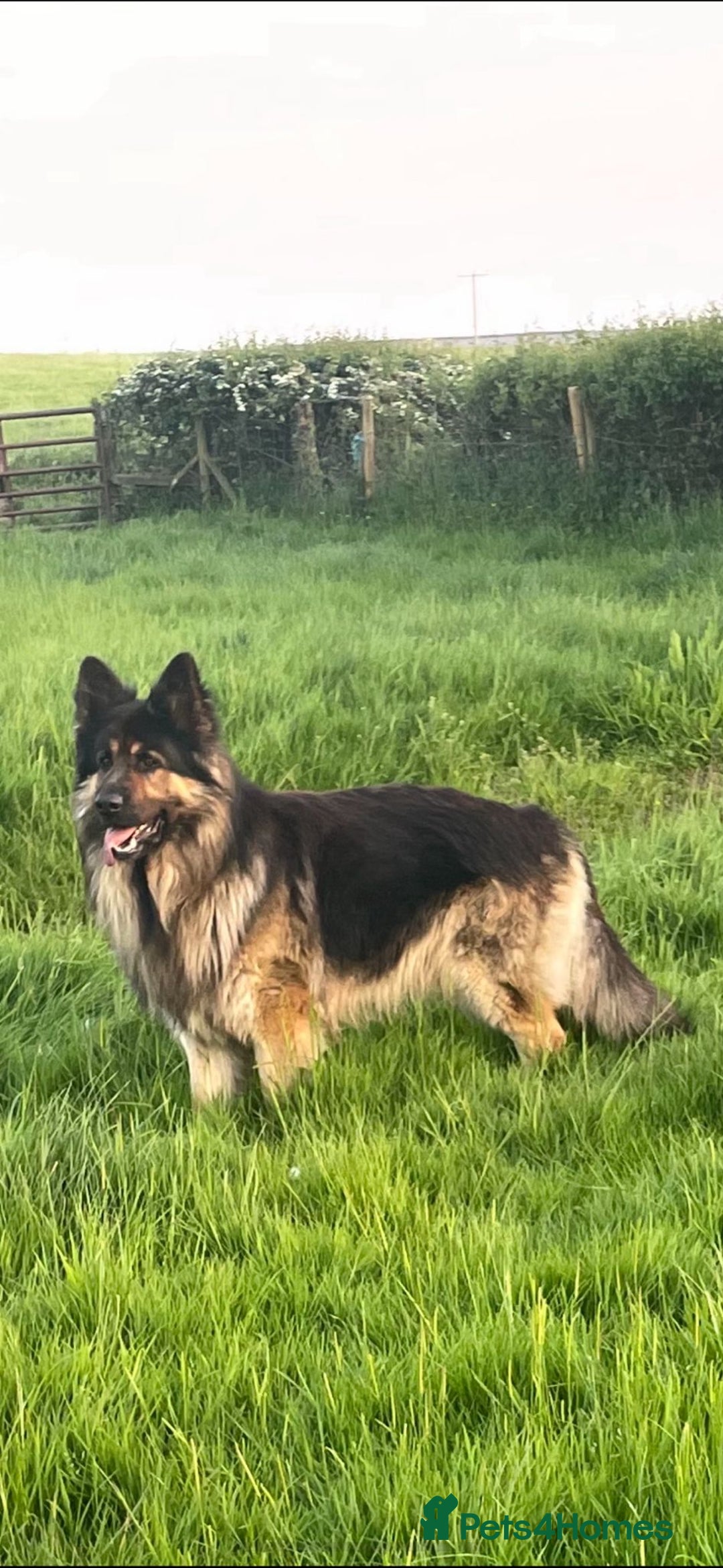 German Shepherd dogs for stud: German Shepherd male - Image 2