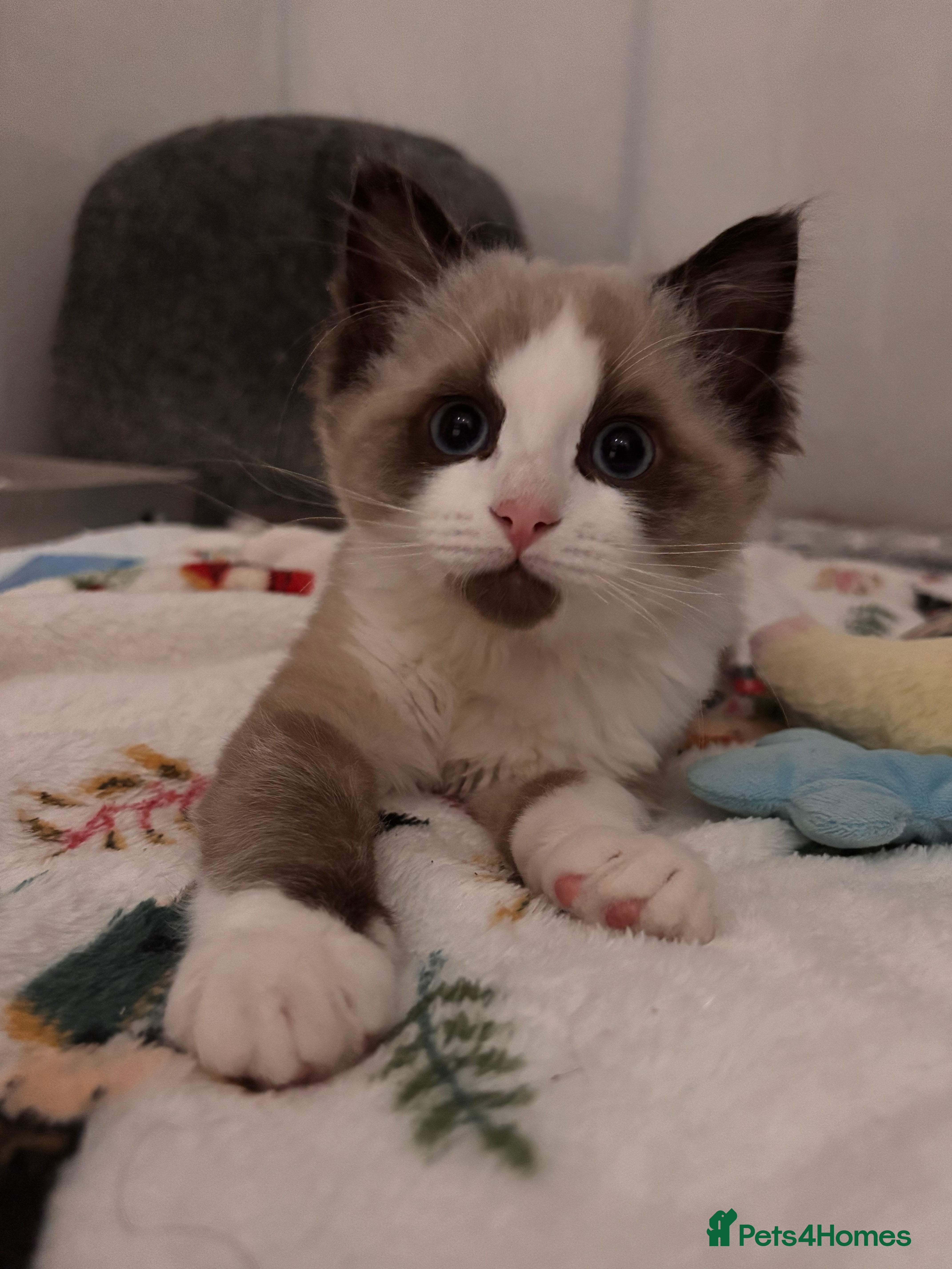 Ragdoll cats Adorable Ragdoll kitten available  - Advert 1
