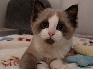 Ragdoll cats Adorable Ragdoll kitten available - Advert 1