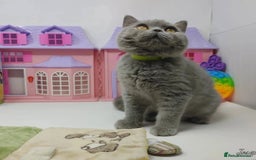 British Shorthair cats for sale: Blue British Shorthair Kittens - Advert 15