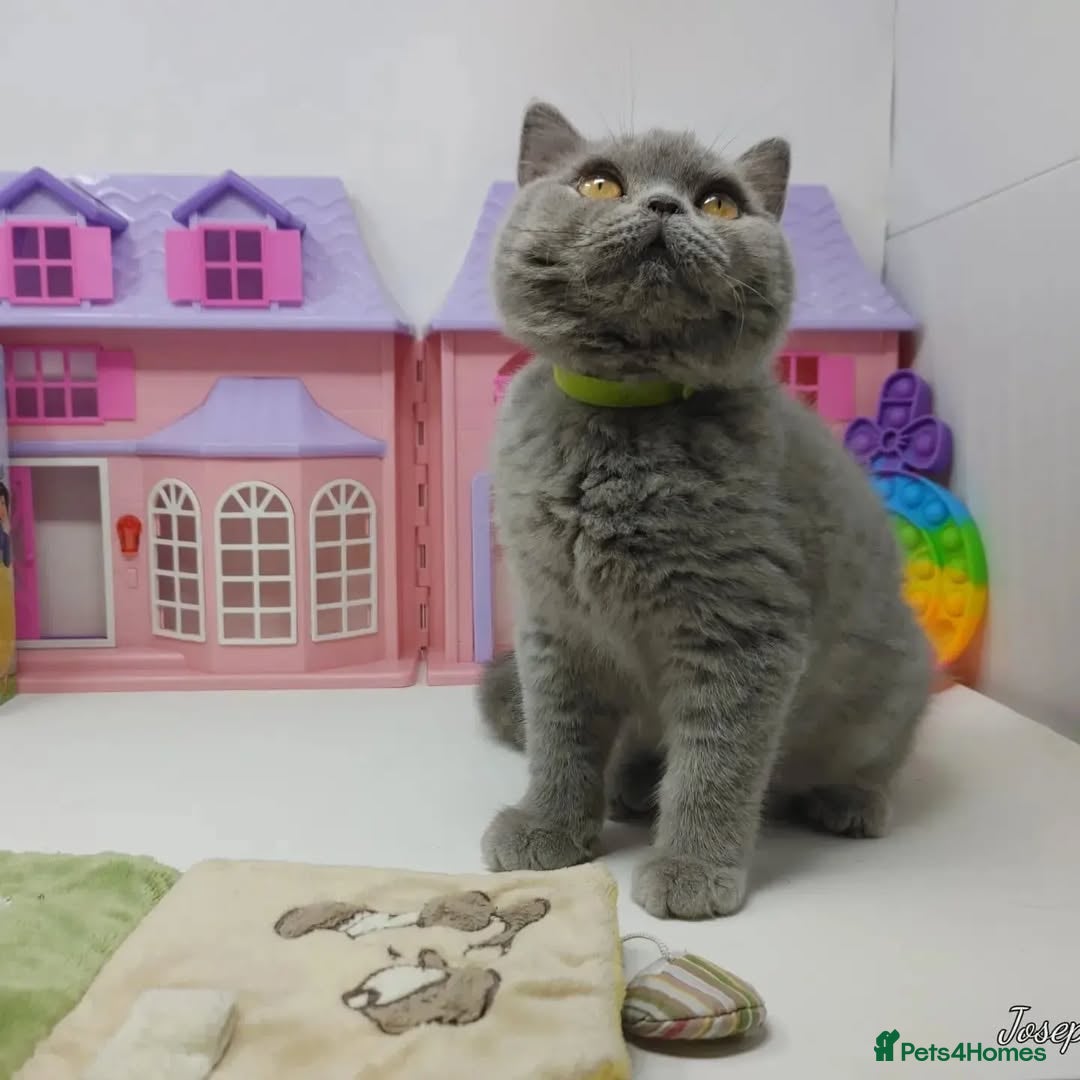 British Shorthair cats for sale: Blue British Shorthair Kittens - Advert 15