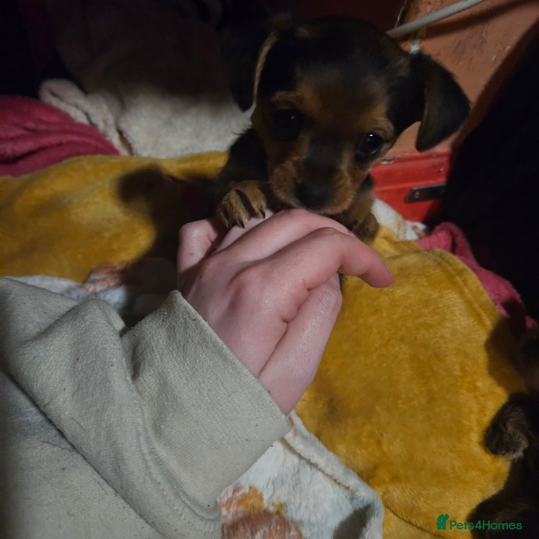 Mixed Breed dogs for sale:  **  yorkshire x full sized yorkshire terrier - Advert 12