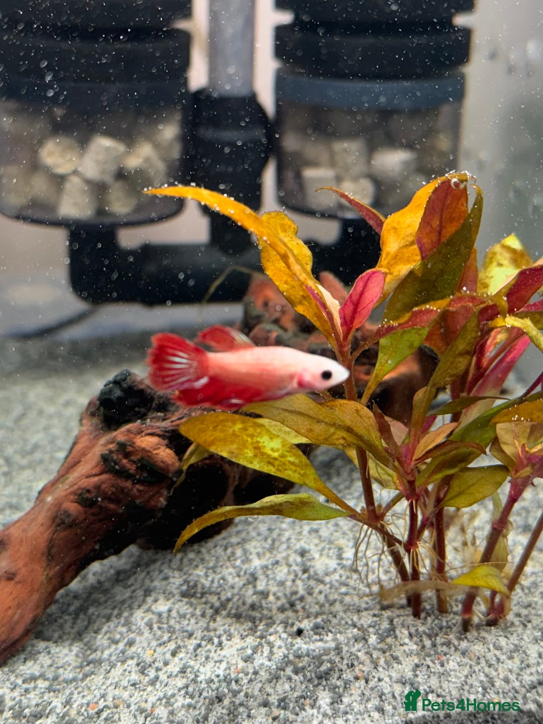 Bettas fish for sale: Male and female bettas for sale - Advert 13