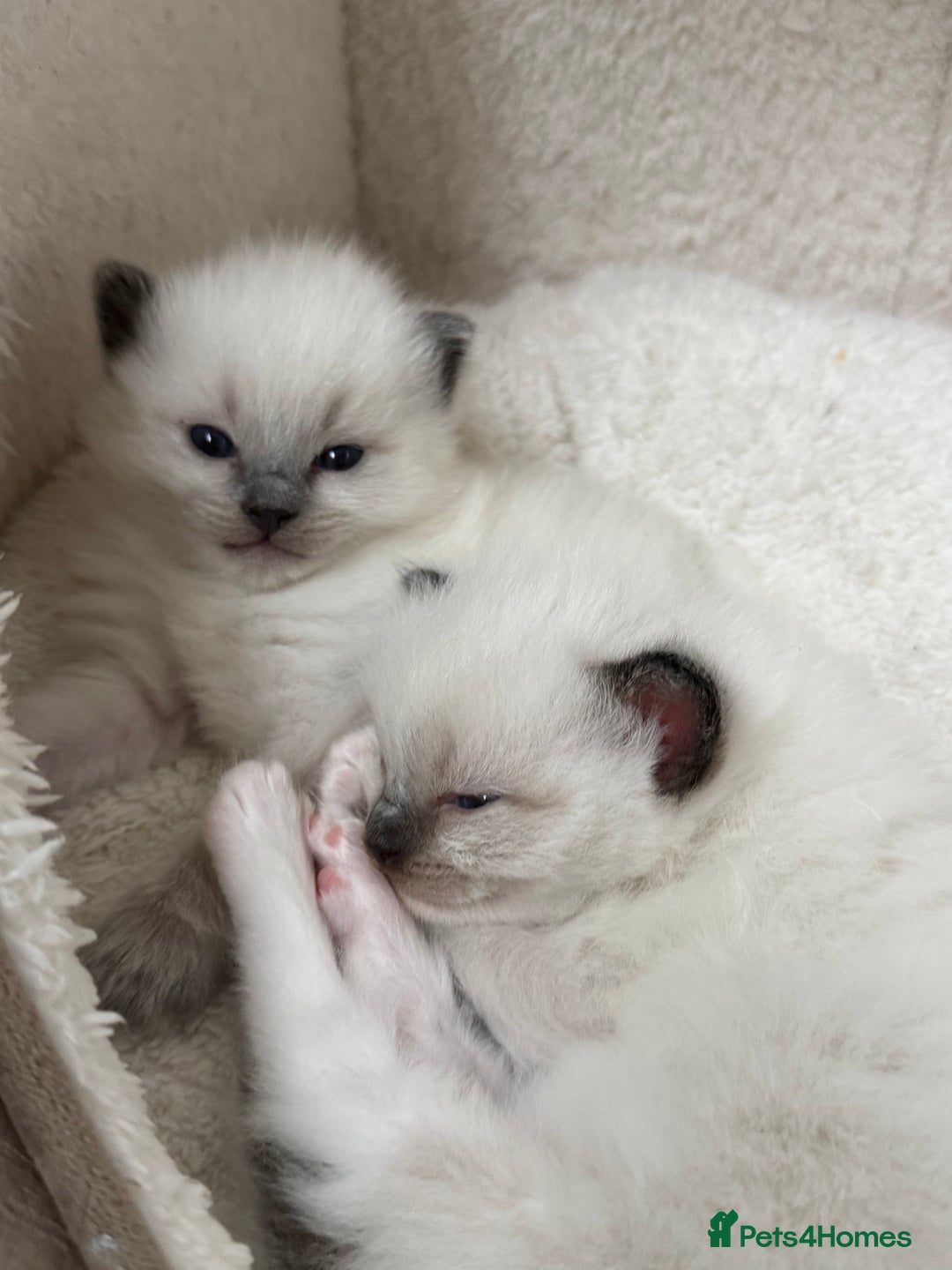 Ragdoll cats for sale: Last mitted Ragdoll boy available  - Advert 9