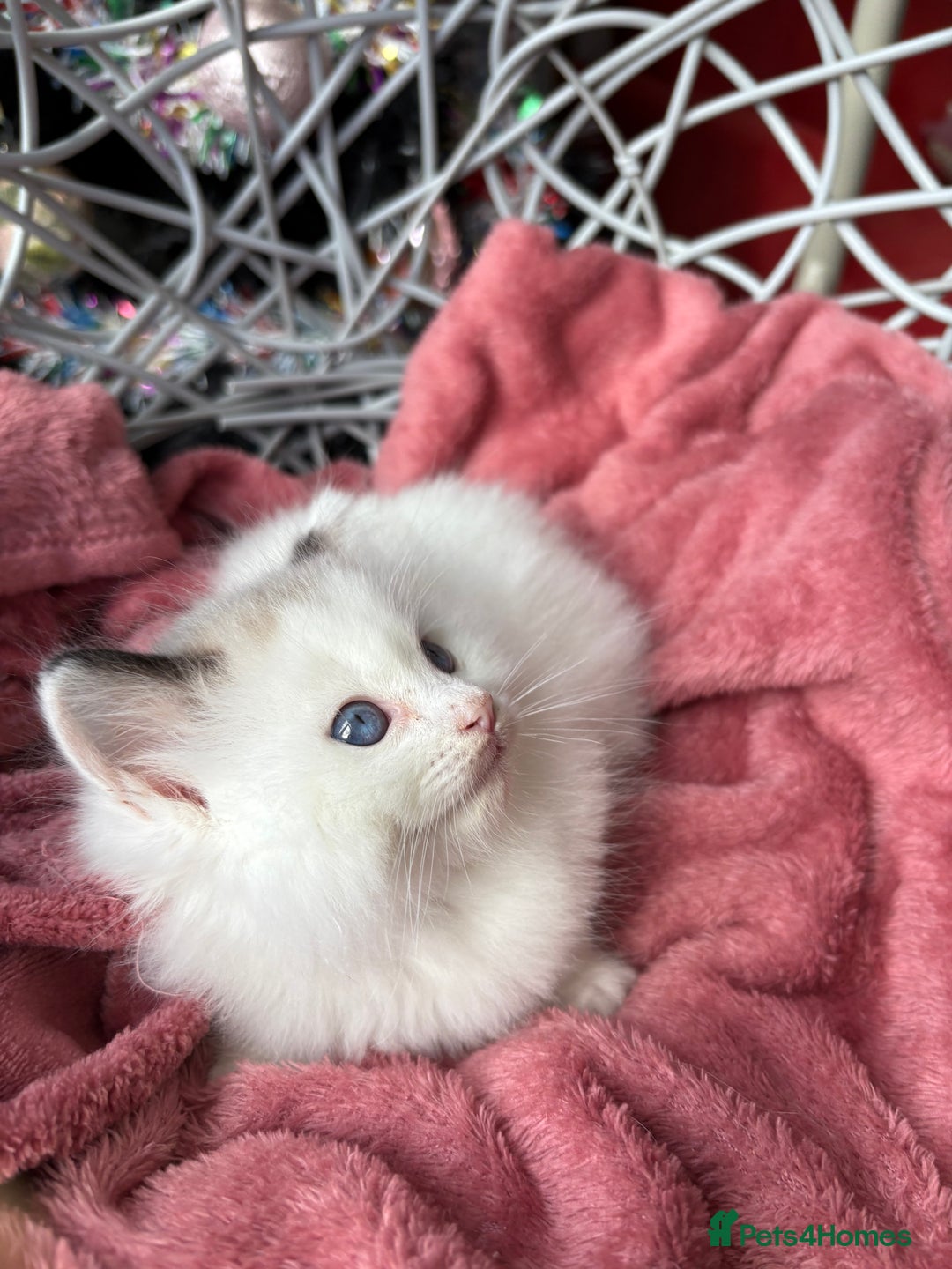 Ragdoll cats for sale: TICA Pedigree Bicolour Ragdoll kittens - Advert 8