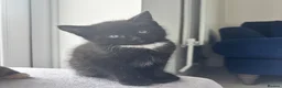 Mixed Breed cats for sale: 🐾🖤Gorgeous Boy kitten🖤 ready now  in Harleston - Advert 4