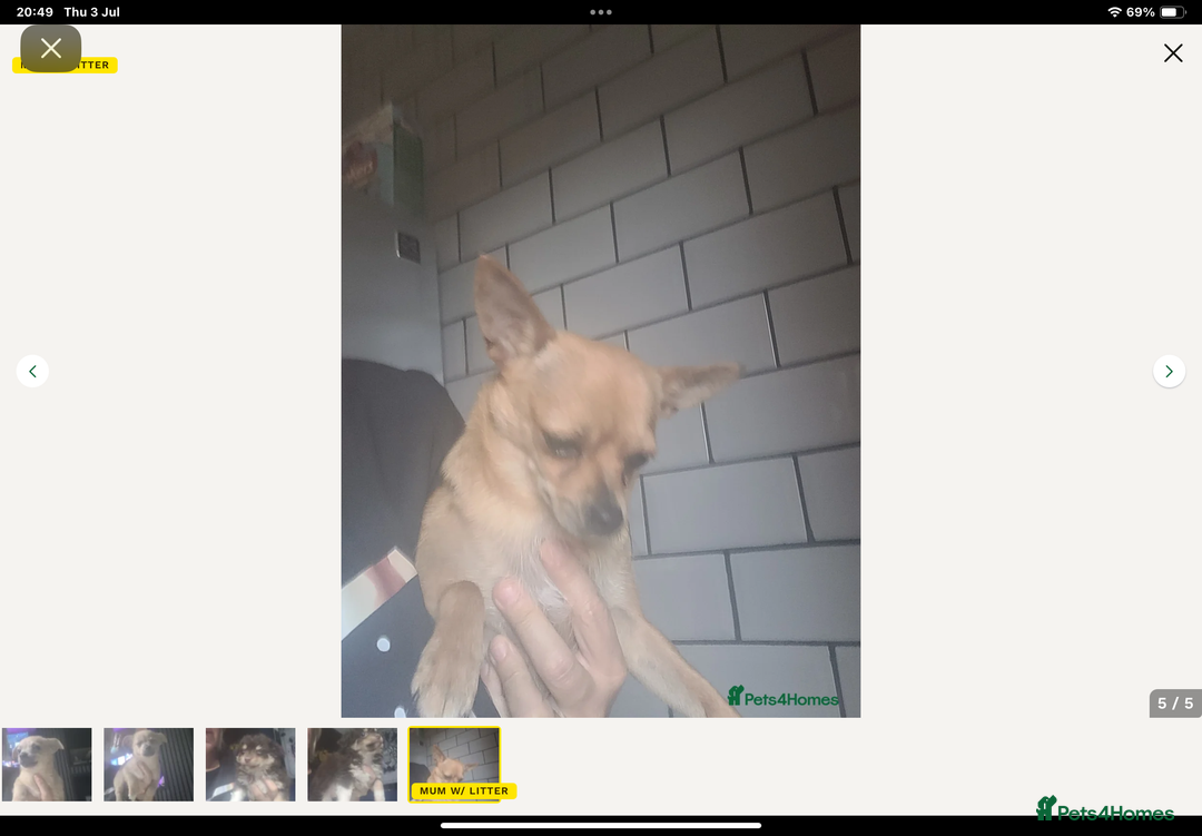 Chihuahua dogs for sale: Chihuahua  - Advert 2