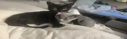 Mixed Breed cats for sale: 2xHalf British shorthair kittens REHOME TOGETHER - Advert 2