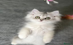 Persian cats for sale: Persian Chinchilla Kittens ready for Loving Homes! - Image 16