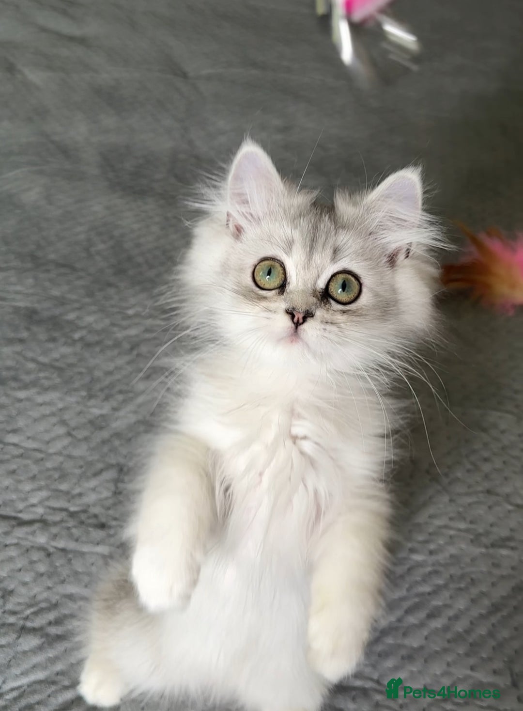 Persian cats for sale: Persian Chinchilla Kittens ready for Loving Homes! - Image 16