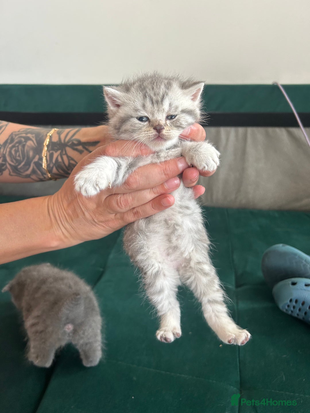 Scottish Fold cats for sale: For sale Scottish fold kitties  - Image 9
