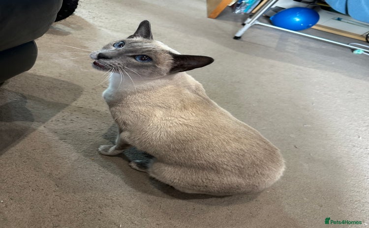 Siamese cats - Advert 2