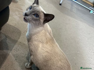 Siamese cats for sale - Advert 1