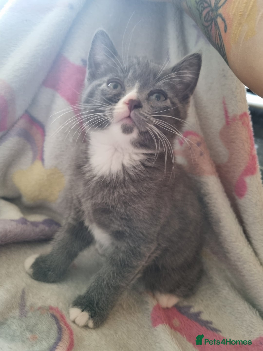 British Shorthair cats for sale: 3 beautiful kittens ready for forever homes - Image 4