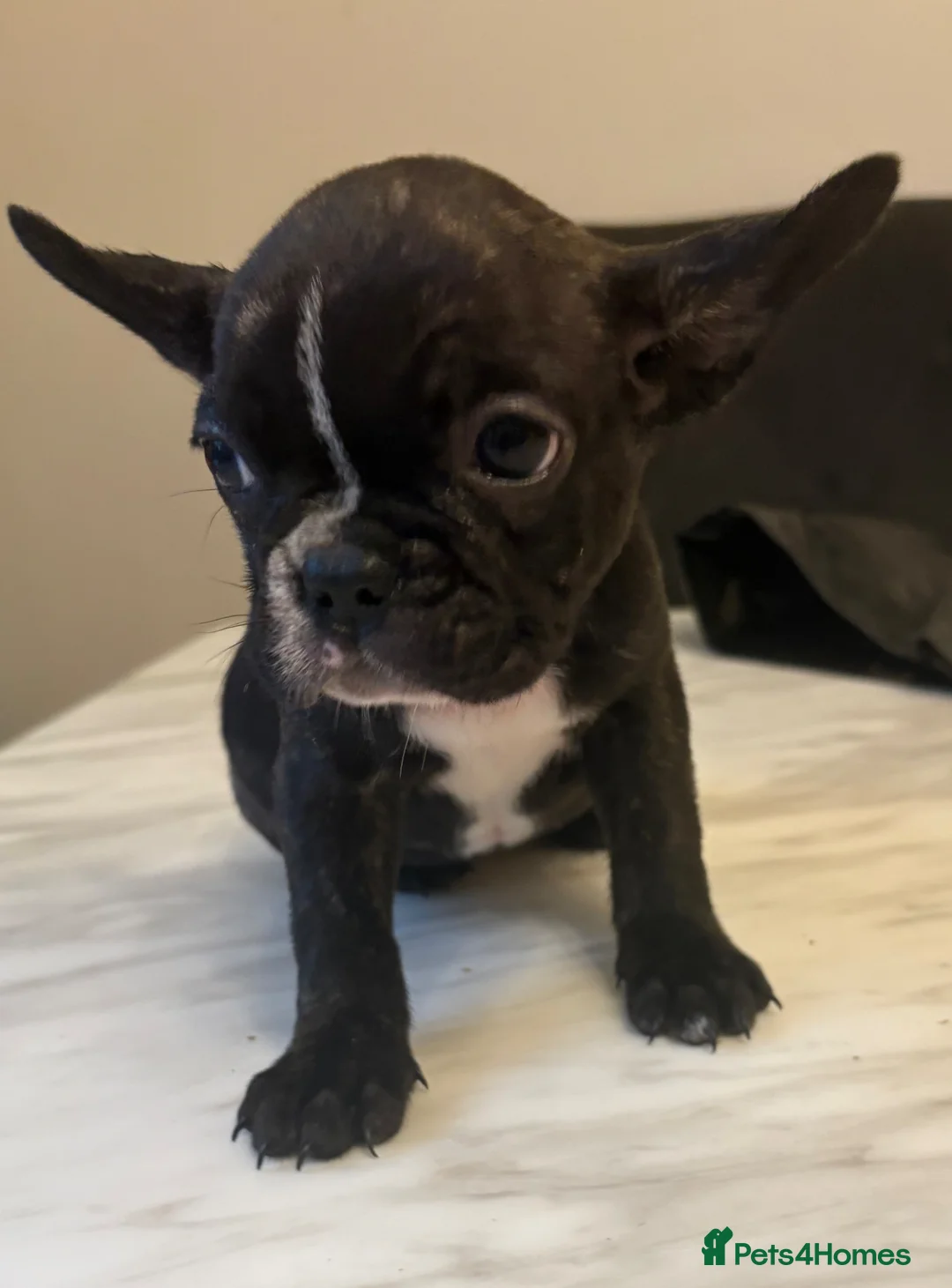 French Bulldog dogs for sale: French bulldog puppies  - Advert 8