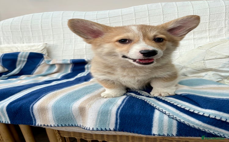 Welsh Corgi Pembroke dogs - Advert 4