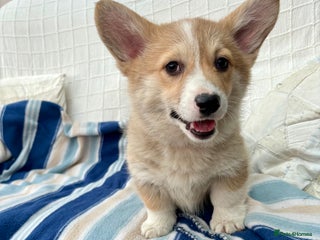 Welsh Corgi Pembroke dogs - Advert 7