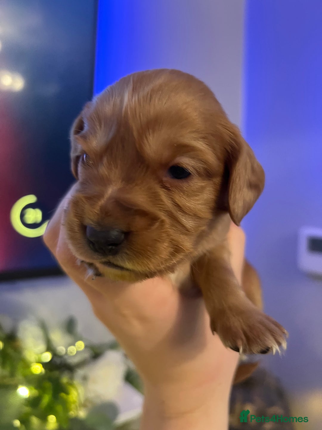 Cocker Spaniel dogs for sale: Cocker spaniel puppies  - Advert 20