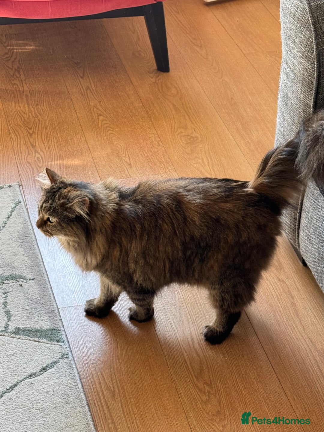 Siberian cats for sale: Siberian female cat neutered microchiped - Image 4
