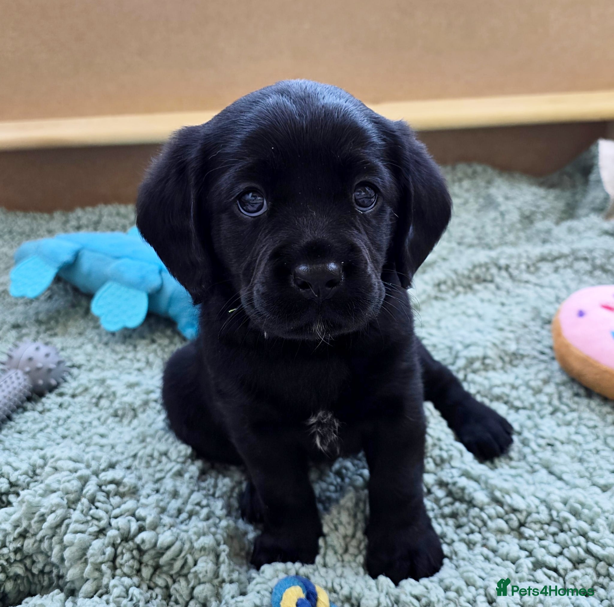 Mixed Breed dogs for sale: Cavador! Rare Ready 2 leave. 1 beautiful boy left. - Advert 23