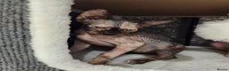 Sphynx cats for sale: 3 Beautiful Canagian Sphynx - Advert 14
