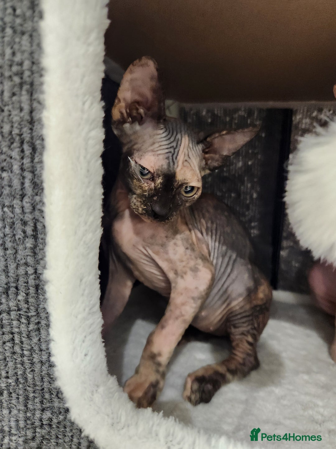 Sphynx cats for sale: 3 Beautiful Canagian Sphynx - Advert 14