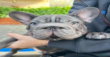 French Bulldog dogs - Advert 10