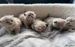 British Shorthair cats for sale: Champions bloodline British Shorthair Kittens! 🐾  - Image 2