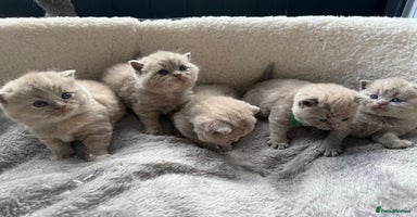 British Shorthair cats - Advert 2