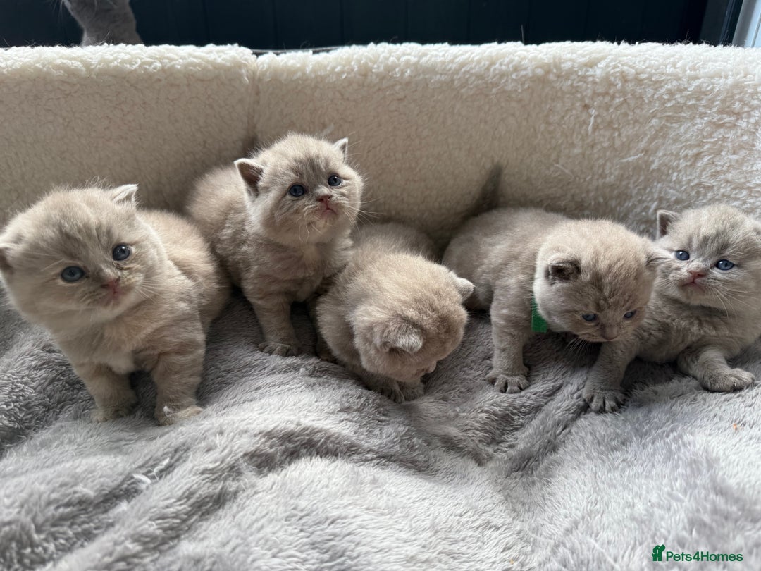 British Shorthair cats for sale: Champions bloodline British Shorthair Kittens! 🐾  - Image 2