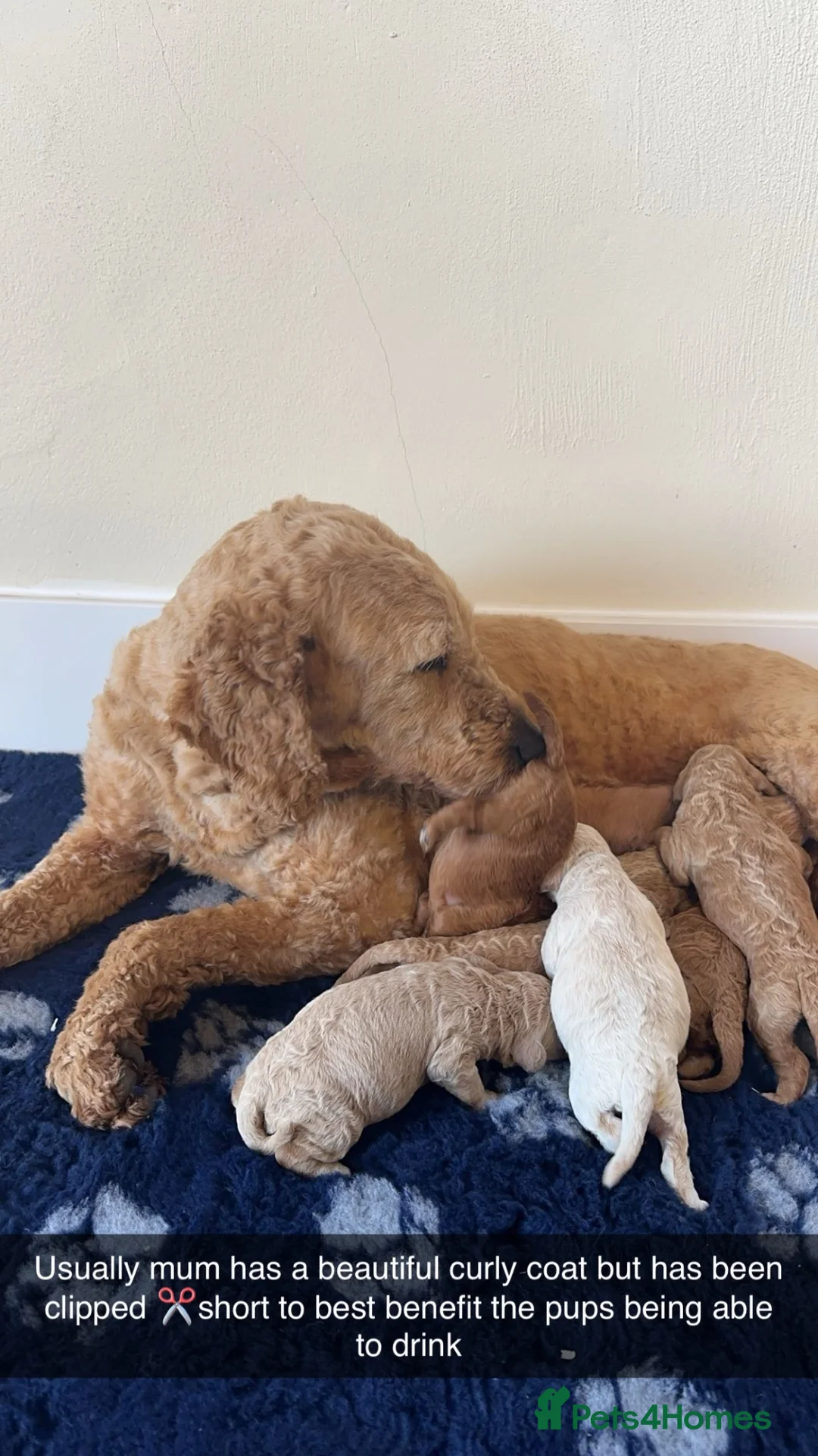 Goldendoodle dogs for sale: Litter due end of August F1b stand golden doodles  - Advert 2