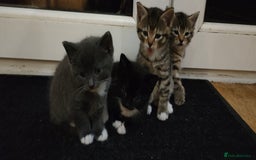 Mixed Breed cats for sale: 4 lovely kittens  - Image 3