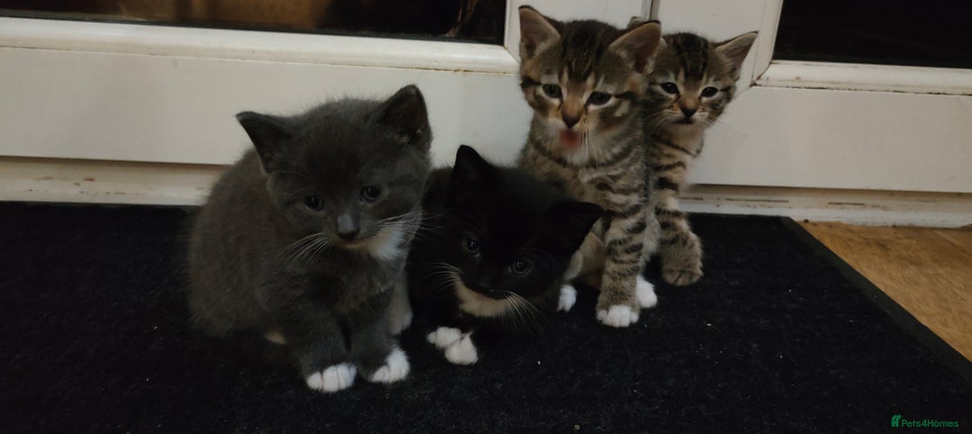 Mixed Breed cats for sale: 4 lovely kittens  - Image 3