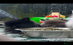 Lionhead rabbits for sale: READY TO LEAVE. Double mained lionhead baby’s  - Image 5