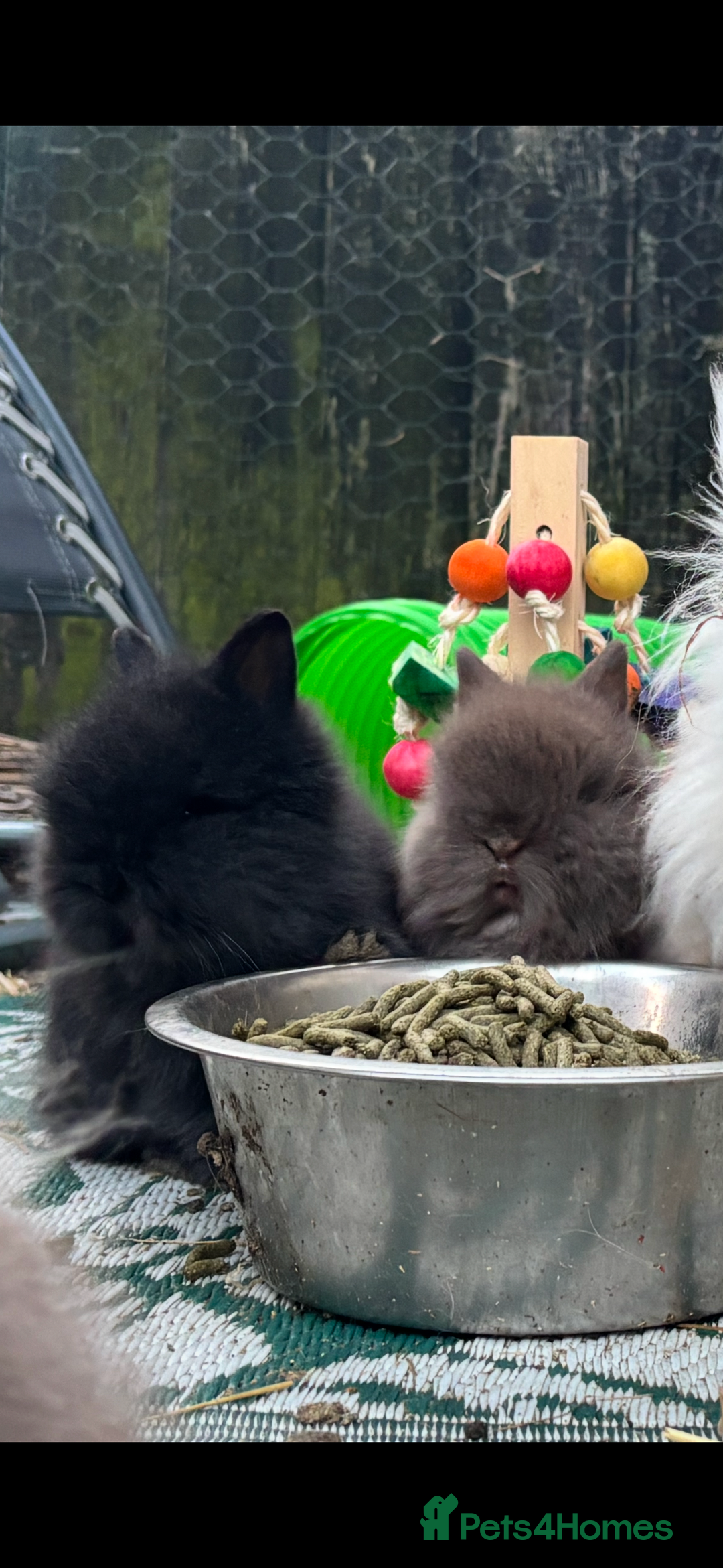 Lionhead rabbits for sale: READY TO LEAVE. Double mained lionhead baby’s  - Image 5