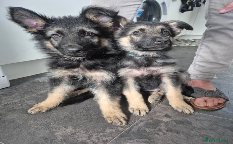 German Shepherd dogs - Advert 15