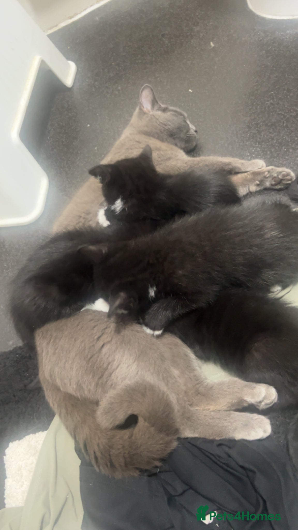 British Shorthair cats for sale: beautiful british short hair kitties  - Advert 10