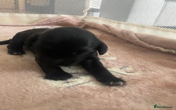Mixed Breed dogs for sale: Cocker spaniel x  - Image 4