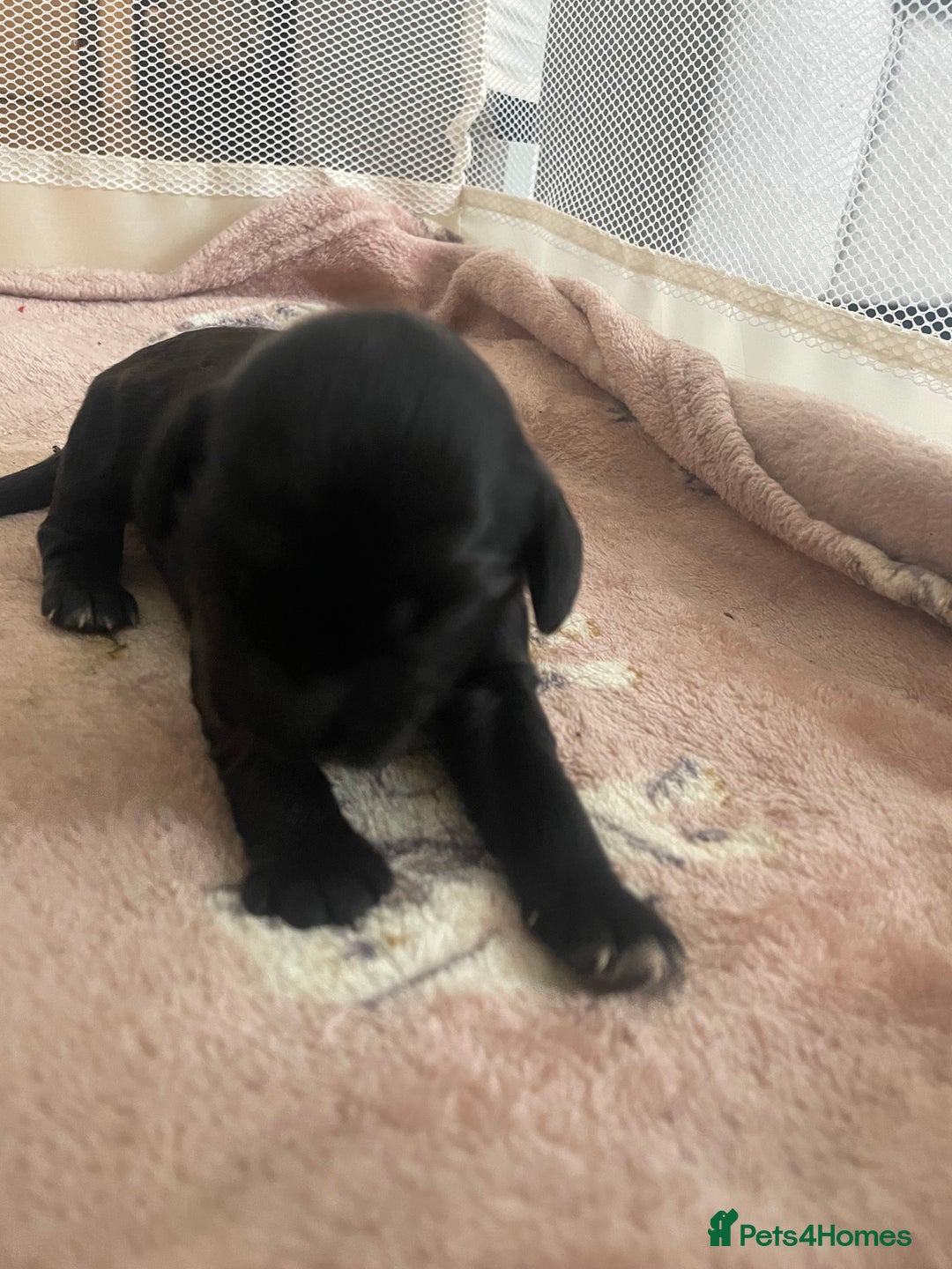 Mixed Breed dogs for sale: Cocker spaniel x  - Image 4